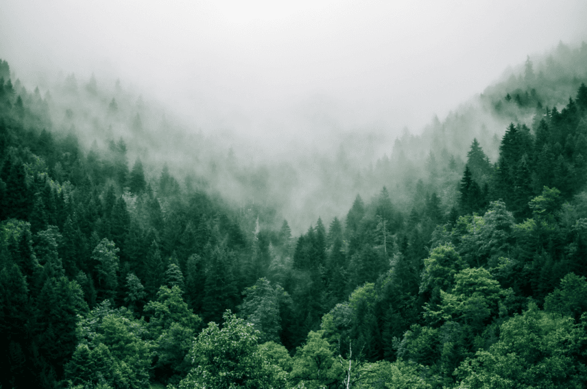 Serene Trees and Mist